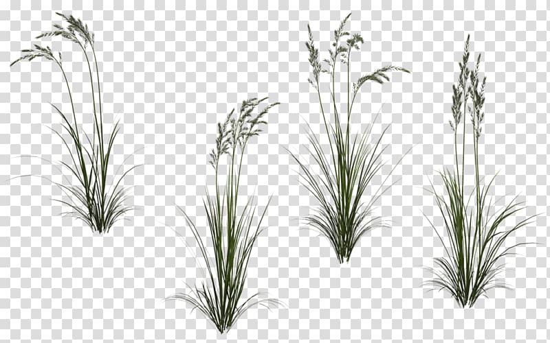 Grasses Plant , long flower transparent background PNG clipart