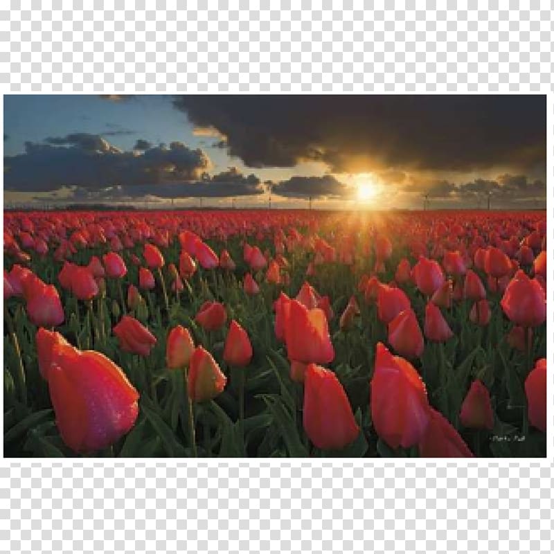 Canadian Tulip Festival Netherlands Tulips of the Valley, Chilliwack Tulip Festival Sunset, tulip transparent background PNG clipart