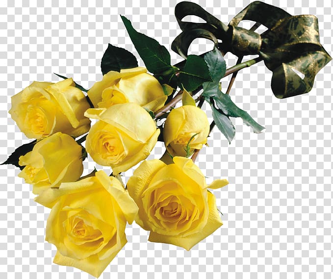 Sosyal ve siyâsi boyutlarıyla Ahi Evren-Mevlânâ mücadelesi Flower Music, yellow rose transparent background PNG clipart
