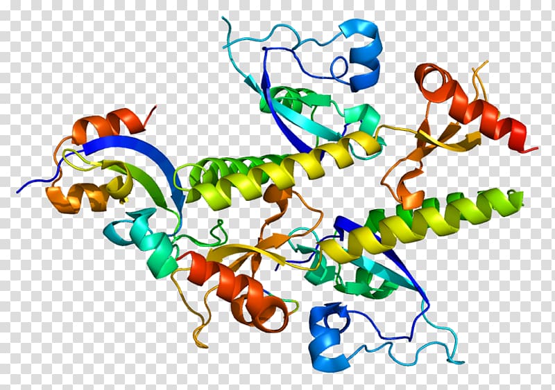 CHD1 Chromodomain Protein Helicase Gene, others transparent background PNG clipart