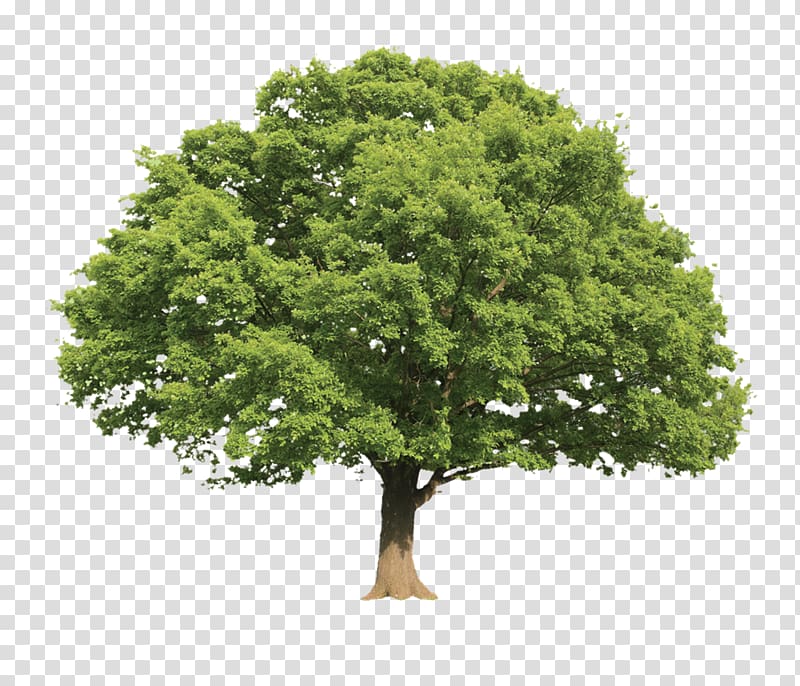 Collins Gem Trees Collins Guide to the Countryside in Winter Collins Tree Guide Green Guide to Trees Of Britain And Europe, tree transparent background PNG clipart