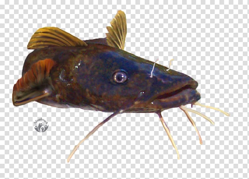 Catfish Actinopterygii, others transparent background PNG clipart