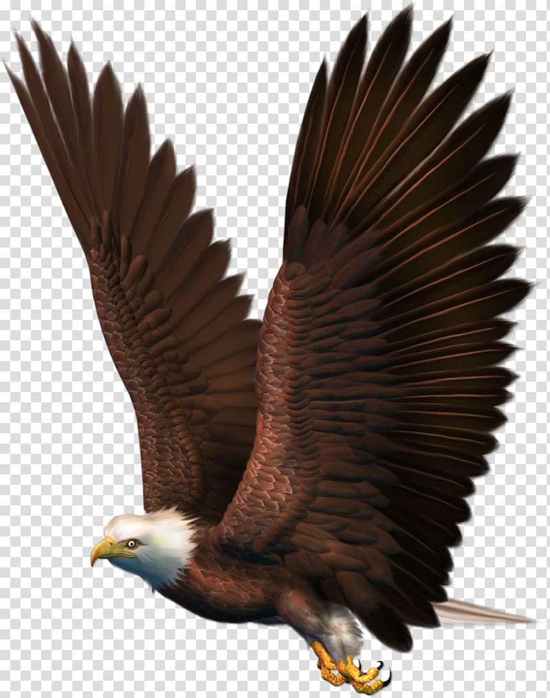 Bald Eagle , eagle transparent background PNG clipart