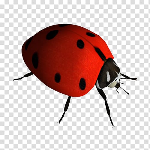 Insect Ladybird , ladybug transparent background PNG clipart