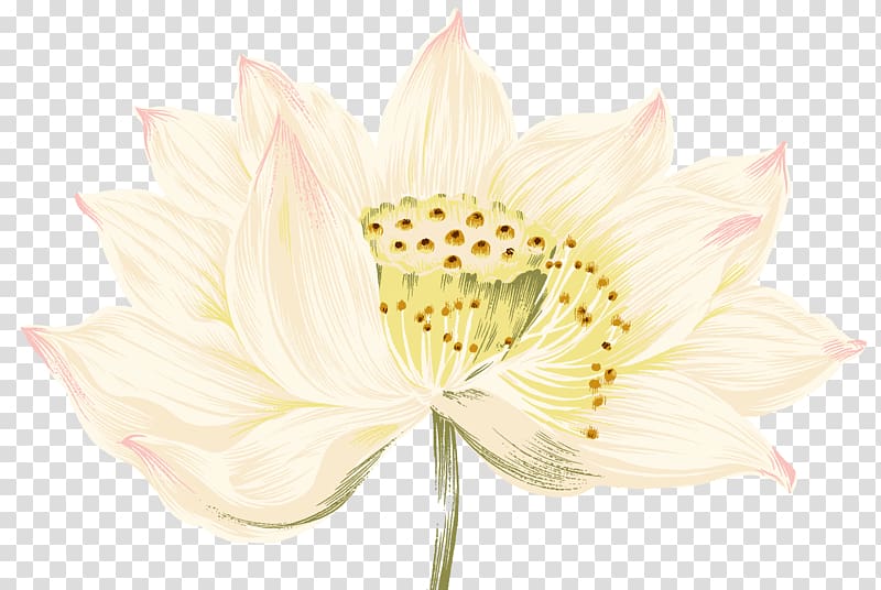 Nelumbo nucifera Painting, Cartoon lotus pattern transparent background PNG clipart