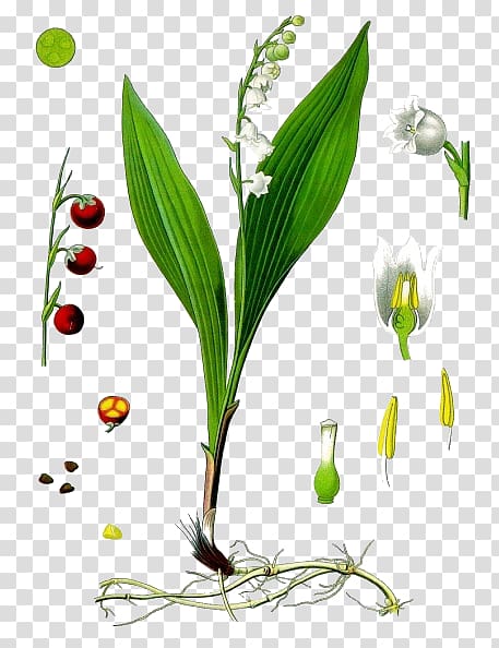 Kxf6hlers Medicinal Plants Lily of the valley Lilium Flower, Lily of The Valley transparent background PNG clipart