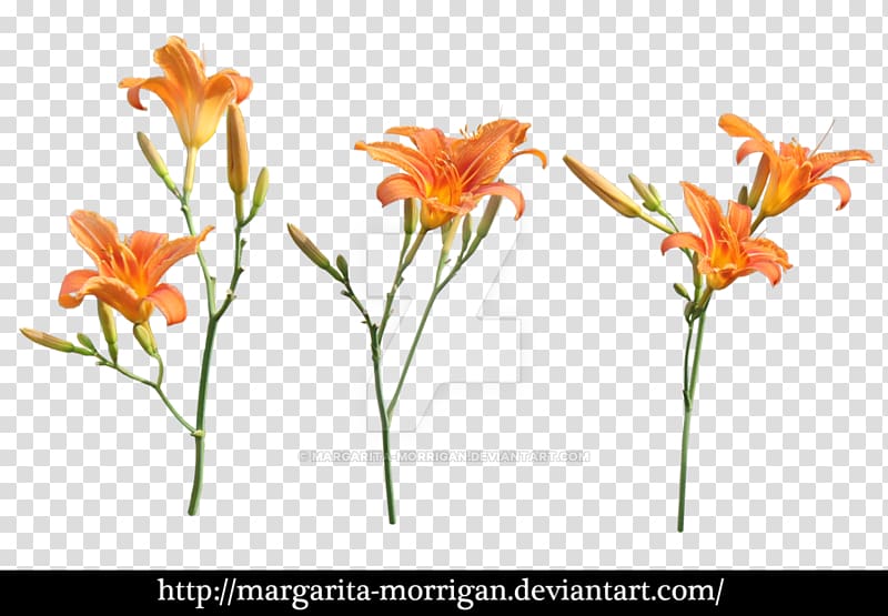 Margarita Orange lily Plants Flower Branch of apple blossoms, plants transparent background PNG clipart