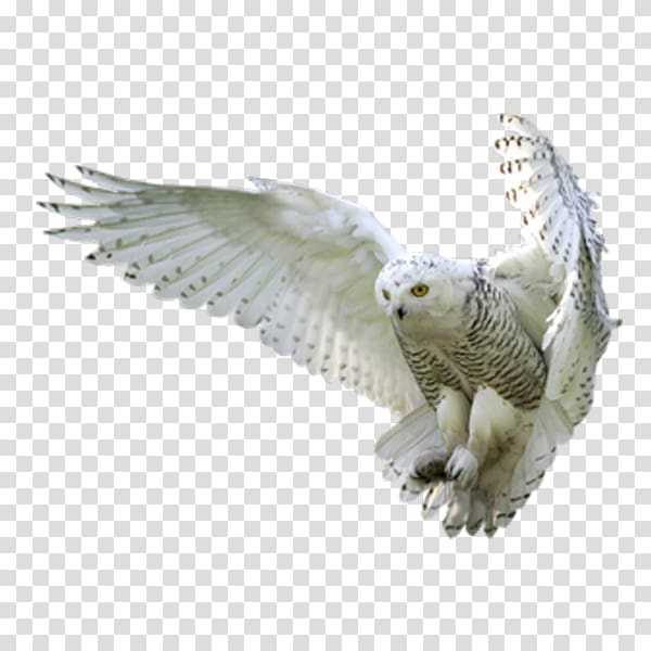 white snowy owl, Owl Harry Potter and the Goblet of Fire Hedwig, eagle transparent background PNG clipart