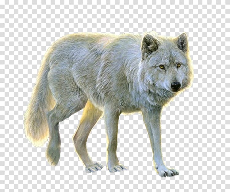 Dog Alaskan tundra wolf , wolf transparent background PNG clipart