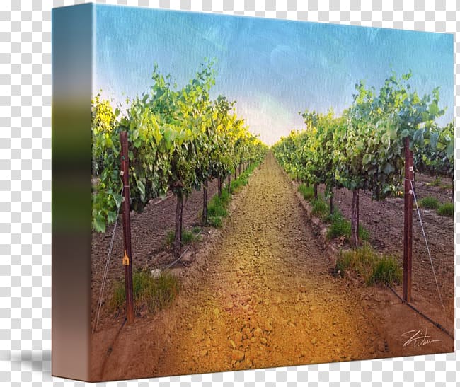 Pinot noir Wine Acrylic paint Printing Canvas print, vineyard transparent background PNG clipart