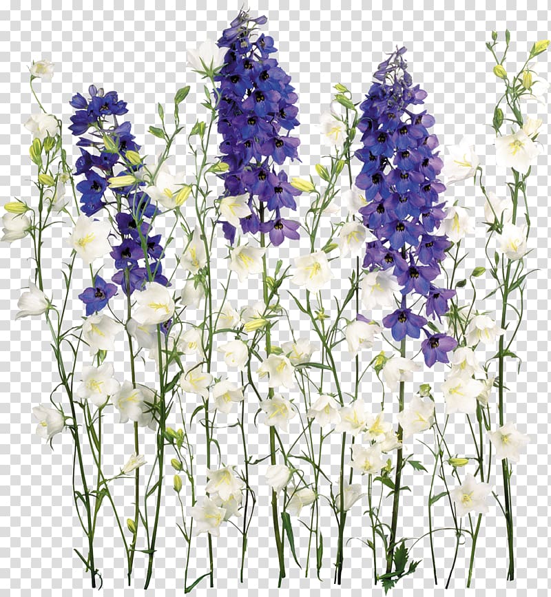 white and purple flowers, Flower , wisteria transparent background PNG clipart