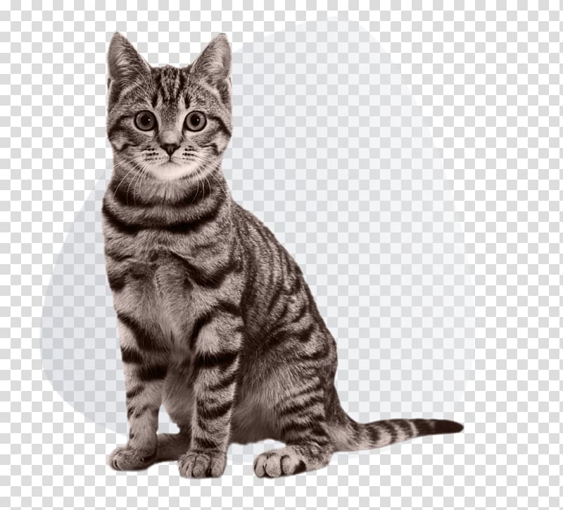 Cat Litter Trays Dog Kitten Pet carrier, Cat transparent background PNG clipart