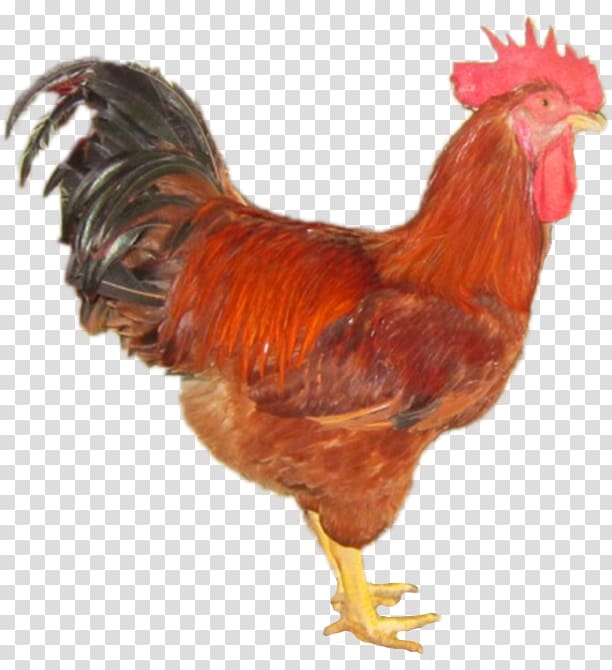 Rooster Gà ta lai Bệnh Cầu trùng gà Daftar jenis ayam Poultry, goat transparent background PNG clipart