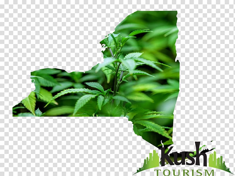 Illinois Medical cannabis Kush Medical marijuana card, weed transparent background PNG clipart