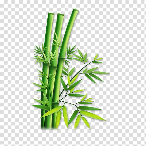 Bamboo transparent background PNG clipart