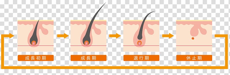 Laser hair removal Abdominal hair Botak, hair transparent background PNG clipart