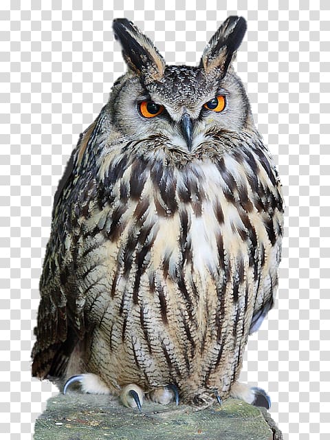 Eurasian eagle-owl Tawny owl , owl transparent background PNG clipart