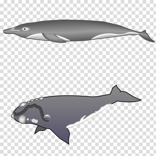 Tucuxi Rough-toothed dolphin Common bottlenose dolphin Whale White-beaked dolphin, whale transparent background PNG clipart