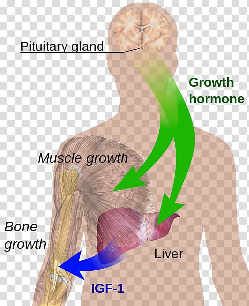 Growth hormone–releasing hormone Sermorelin Secretion, sweat gland tumor transparent background PNG clipart