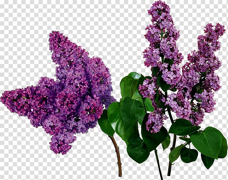 Common lilac Purple Flower Red, liliac transparent background PNG clipart