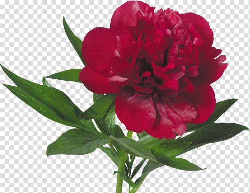 Peony Flower bouquet Paeonia mascula Tree peonies, peony transparent background PNG clipart