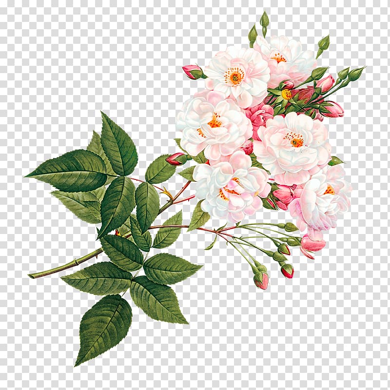 Pink and white flowers transparent background PNG clipart