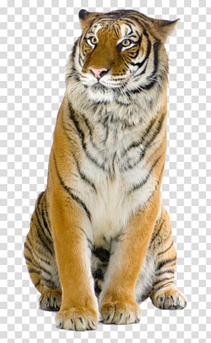 Bengal tiger, Circus transparent background PNG clipart