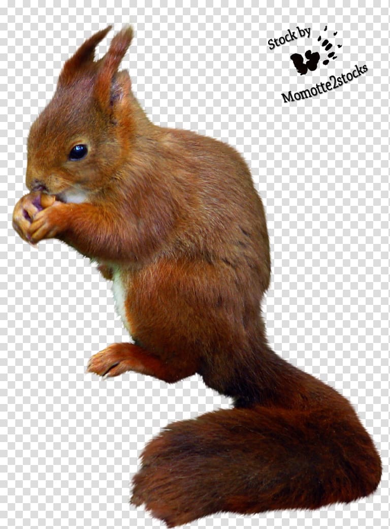Red squirrel Desktop , squirrel transparent background PNG clipart