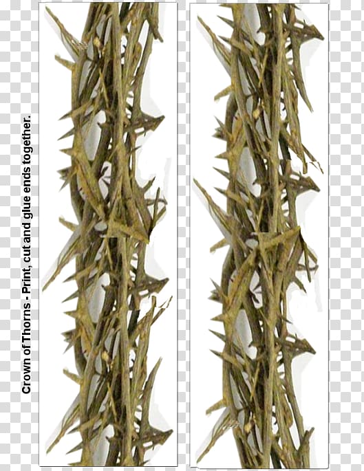 Crown of thorns Thorns, spines, and prickles T-shirt King, thorns transparent background PNG clipart