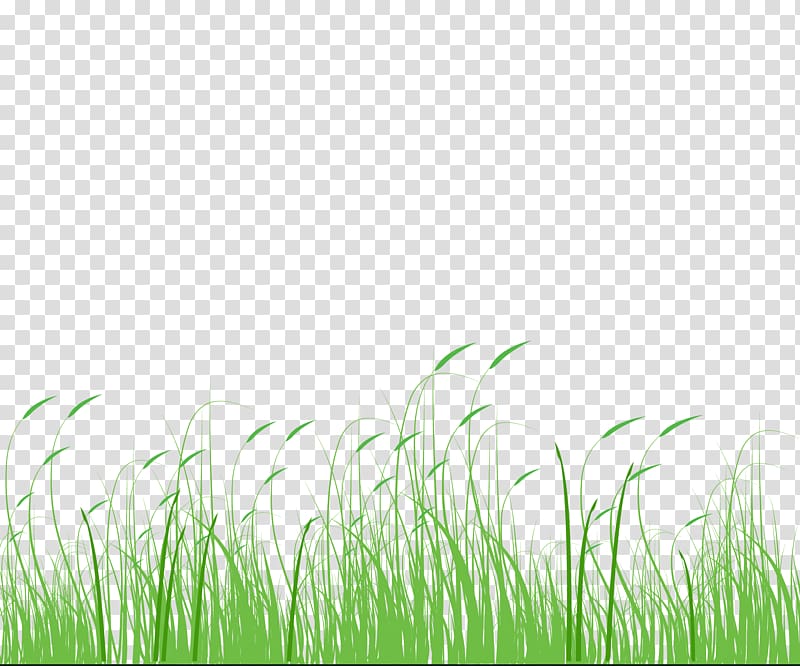 Setaria viridis Green Meadow Grass, grass,Dog\'s tail grass,Grass,Green,Meadow transparent background PNG clipart