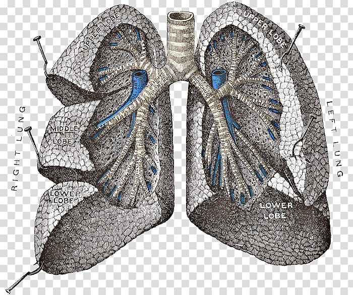 Gray\'s Anatomy Lung Respiratory system, Lungs transparent background PNG clipart