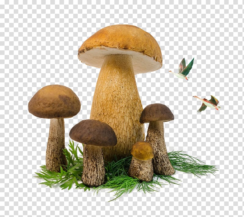 Edible mushroom Penny bun Fungus, Mushrooms and birds transparent background PNG clipart