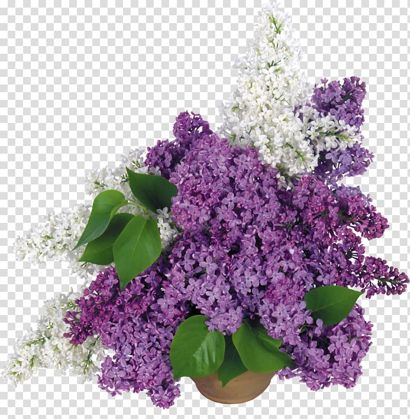 Common lilac Desktop , lilac transparent background PNG clipart