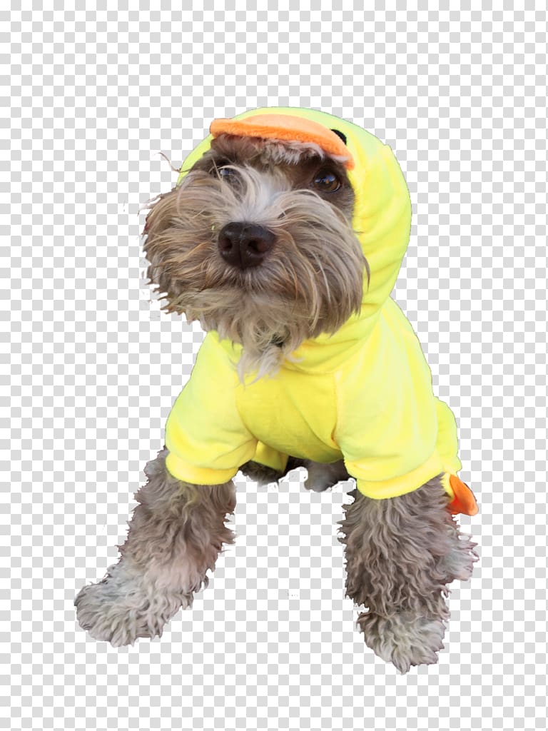 Schnoodle Disguise Costume party Halloween, Halloween transparent background PNG clipart
