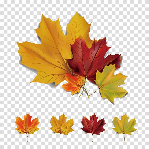 Autumn Leaves Maple leaf Euclidean , 5 beautiful autumn maple leaves material transparent background PNG clipart