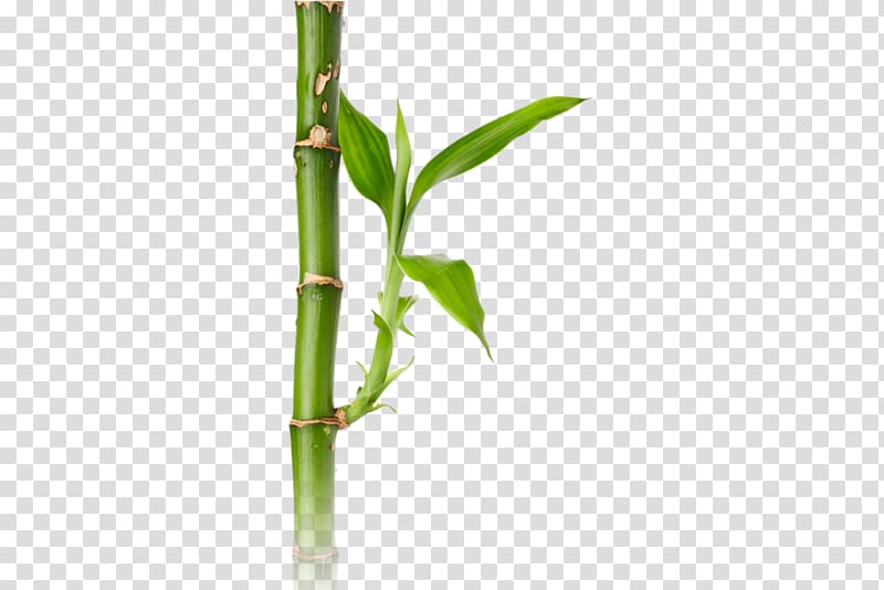 Bamboo shoot , bamboo transparent background PNG clipart