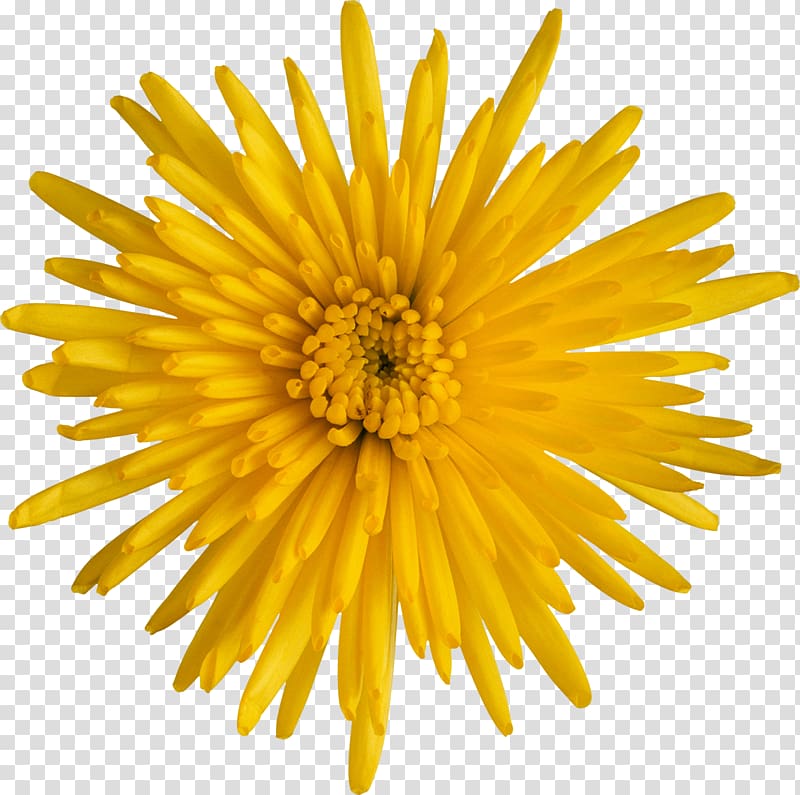Breaking Away , chrysanthemum transparent background PNG clipart