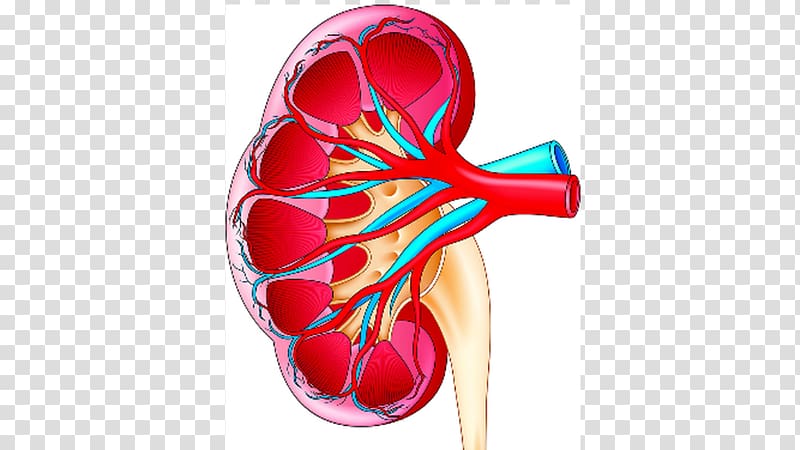 Kidney stone , kidney transparent background PNG clipart