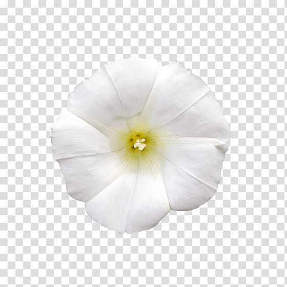 Tropical white morning-glory Morning glory Solanales Mallows Flower, milk flower transparent background PNG clipart