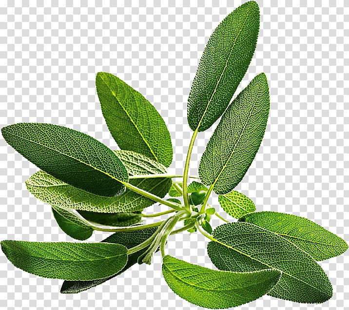 Common sage Seed Salvia farinacea Herb Perennial plant, others transparent ...
