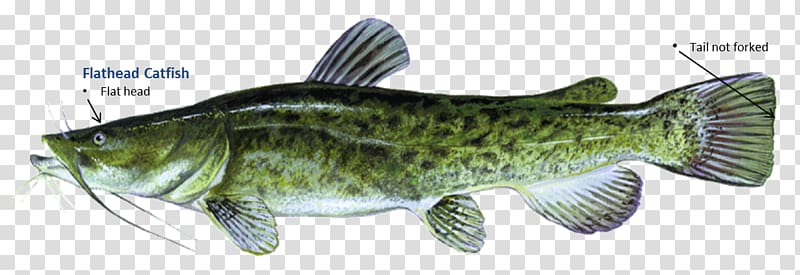 Wels catfish Perch Flathead catfish Oklahoma Department of Wildlife Conservation, others transparent background PNG clipart