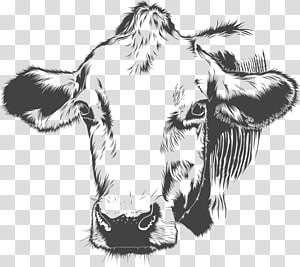 cattle transparent background PNG clipart thumbnail