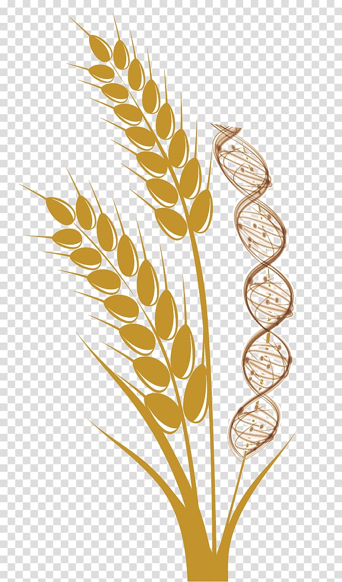 Emmer Common wheat Cereal Ear Harvest, wheat transparent background PNG clipart