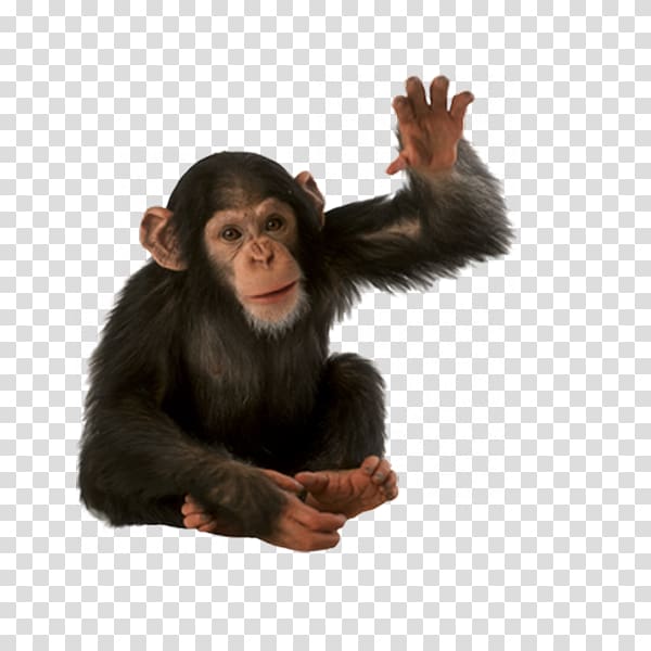black chimpanzee, Orangutan Chimpanzee Monkey, Monkey transparent background PNG clipart