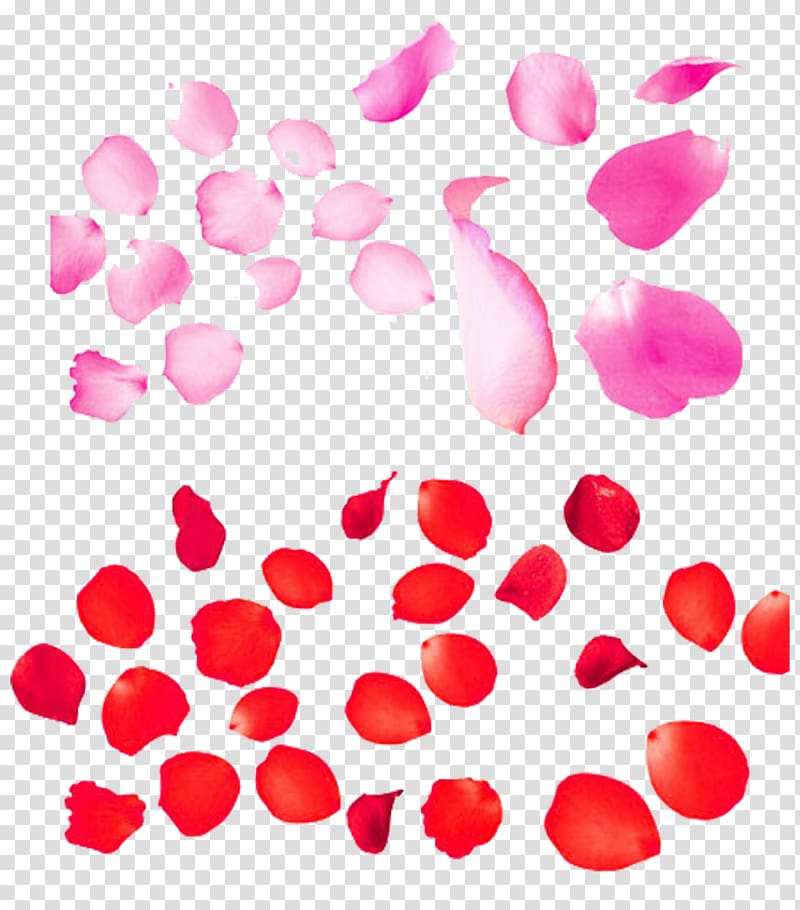 pink and red petals illustration, Beach rose Petal Flower, White rose petals material transparent background PNG clipart