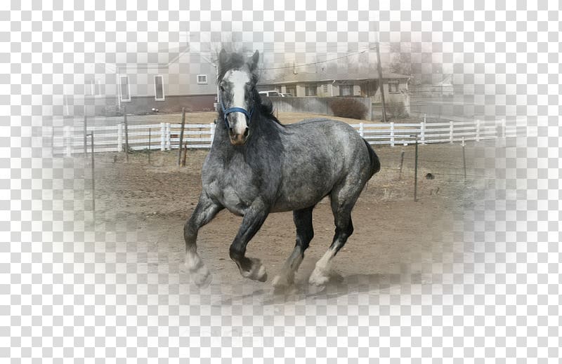 Stallion Foal Arabian horse Roan Welsh Pony and Cob, mustang transparent background PNG clipart
