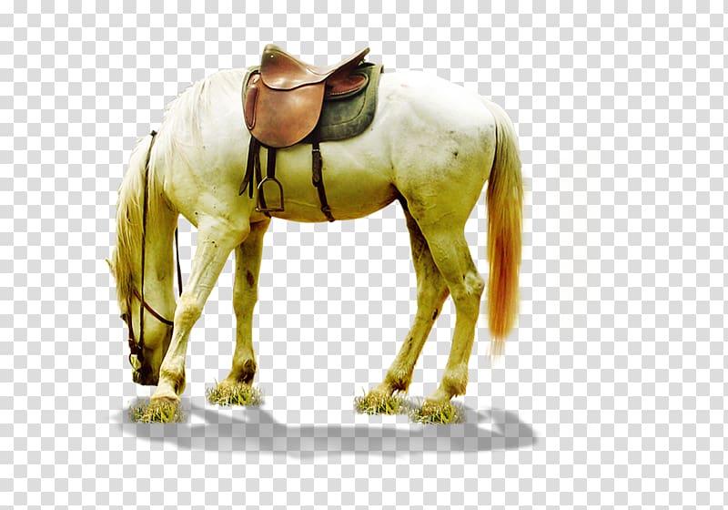 Horse , Whitehorse transparent background PNG clipart