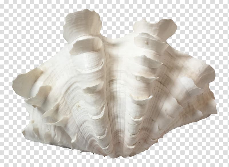 Giant clam Seashell Hippopus Mollusc shell, transparent background PNG clipart