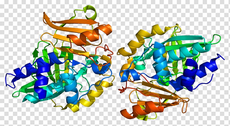 N-acetyltransferase 2 N-acetyltransferase 1 Enzyme, others transparent background PNG clipart
