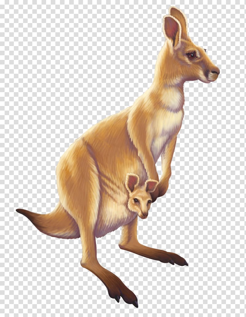 brown kangaroo carrying joe art, Australia Kangaroo Animal, kangaroo transparent background PNG clipart